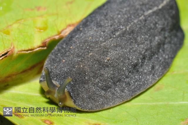 皺足蛞蝓藏品圖，第1張