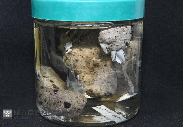 鵝茗荷藏品圖，第1張