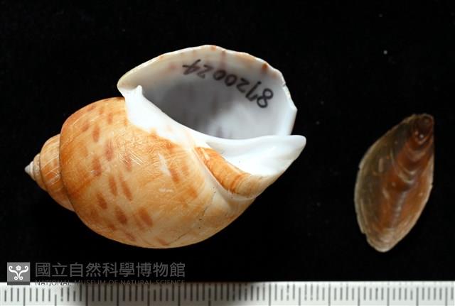 彩繪型深溝鳳螺藏品圖，第1張