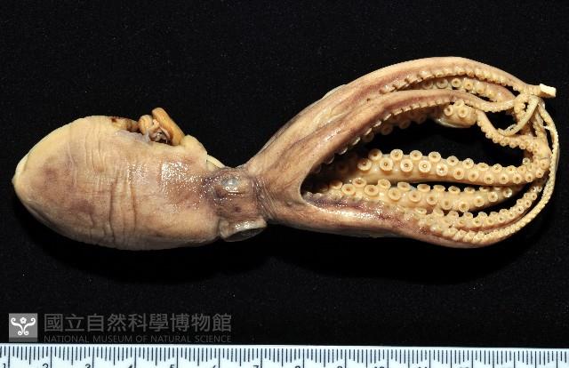 新種章魚tw5藏品圖，第1張