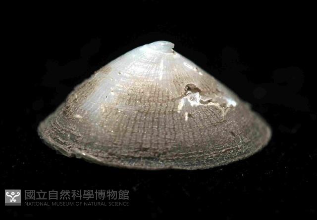 未知種深海笠螺藏品圖，第1張