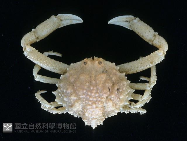 仿泡粒長螯蟹藏品圖，第1張