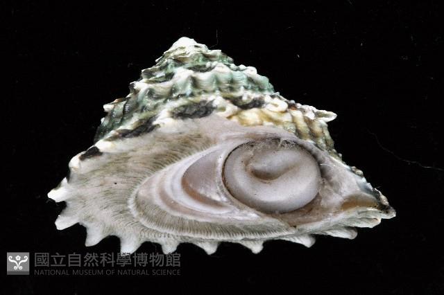 布希氏星螺藏品圖，第1張