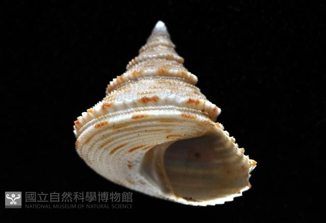 麗口螺之一種藏品圖，第1張