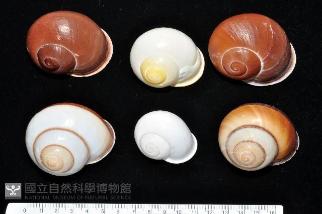 未知種光澤蝸牛藏品圖，第1張