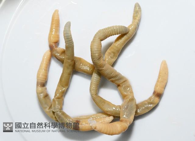 力里遠環蚓藏品圖，第1張