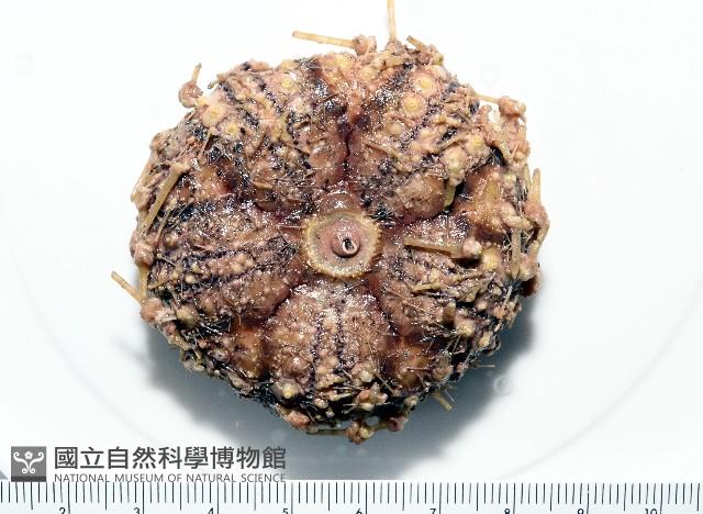 裸隱肛海膽藏品圖，第1張