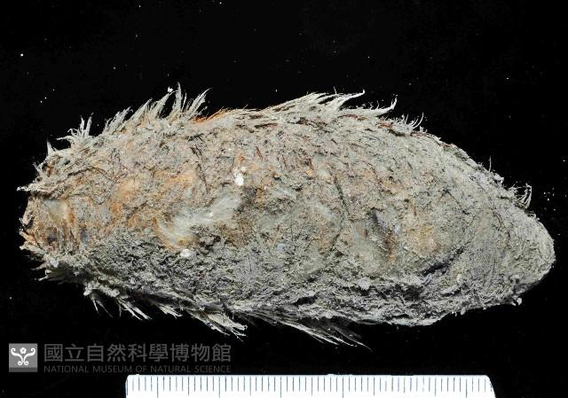 海鼠鱗沙蠶藏品圖，第1張