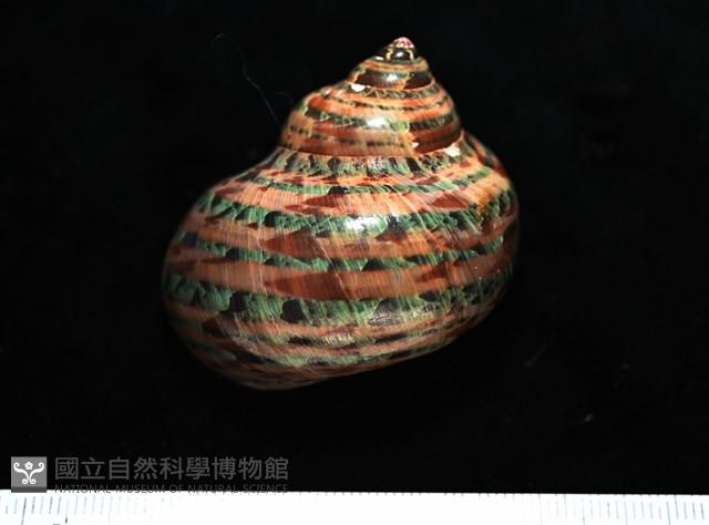 貓眼蠑螺藏品圖，第1張