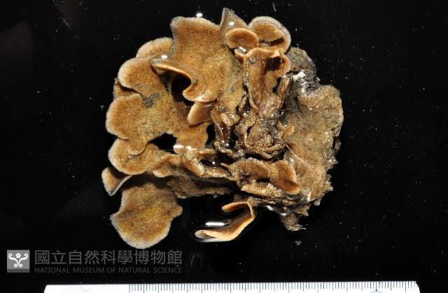 未知種苔蘚蟲藏品圖，第1張