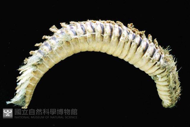 黃海毛蟲藏品圖，第1張