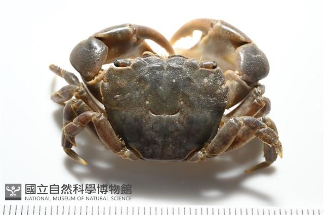 平背蜞藏品圖，第1張