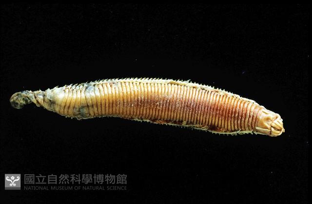 未知種磯沙蠶藏品圖，第1張