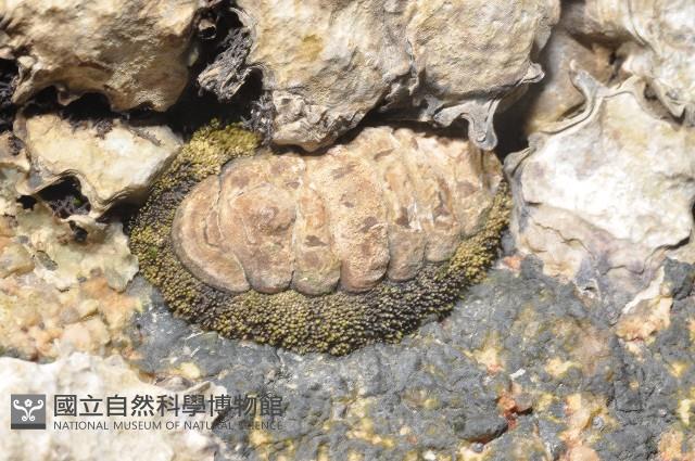 大駝石鱉(日本花棘石鱉)藏品圖，第1張