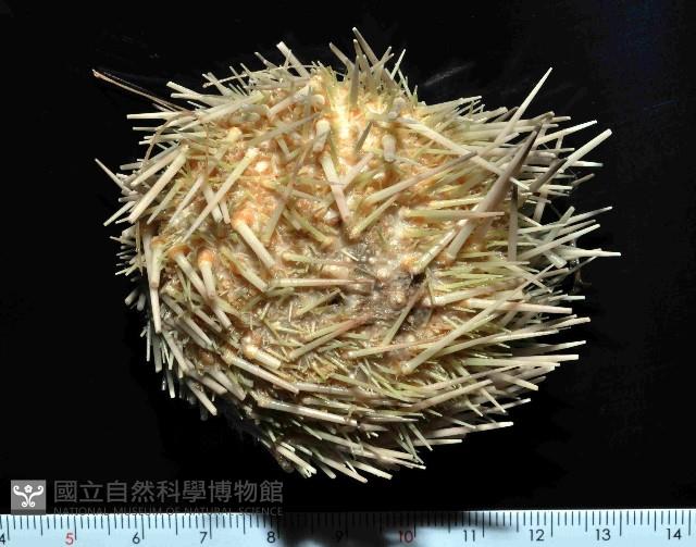 武裝月神海膽藏品圖，第1張