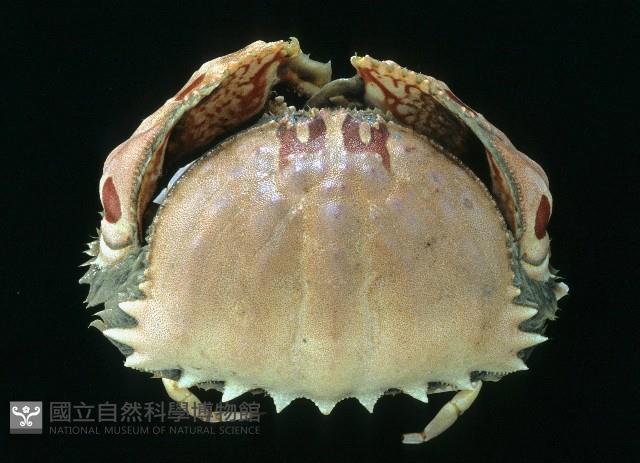 逍遙饅頭蟹藏品圖，第1張
