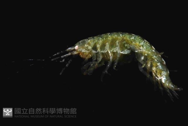 未知種端足類藏品圖，第1張
