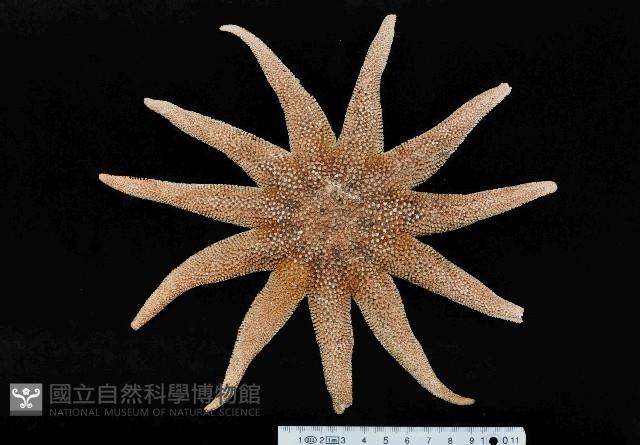 陶氏太陽海星藏品圖，第1張