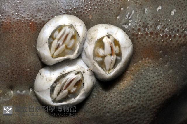 薄殼龜藤壺藏品圖，第1張