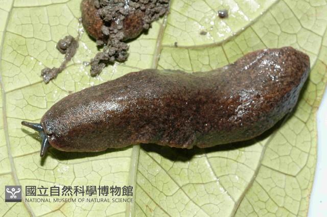 皺足蛞蝓藏品圖，第1張