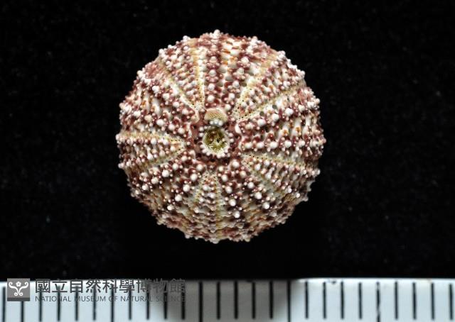 秀麗刻孔海膽藏品圖，第1張