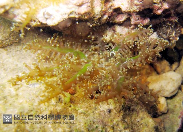 火焰海葵藏品圖，第1張
