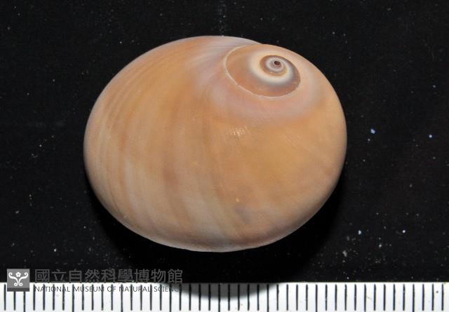 未知種扁玉螺藏品圖，第1張