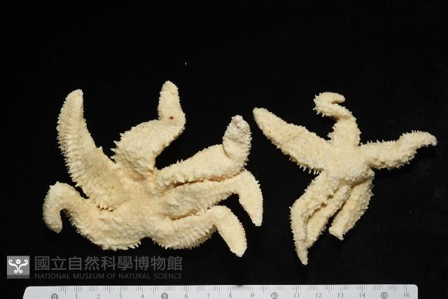 未知種海盤車藏品圖，第1張
