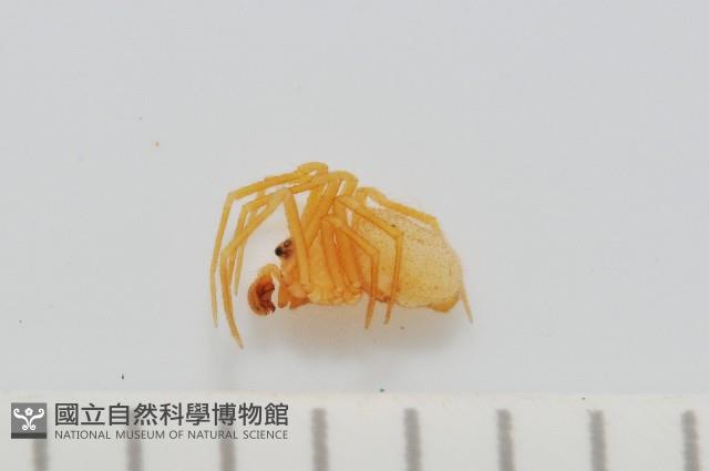 黃克羅蛛藏品圖，第1張