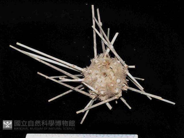 秀麗組頭帕藏品圖，第1張