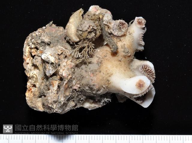 目珊瑚之一種藏品圖，第1張