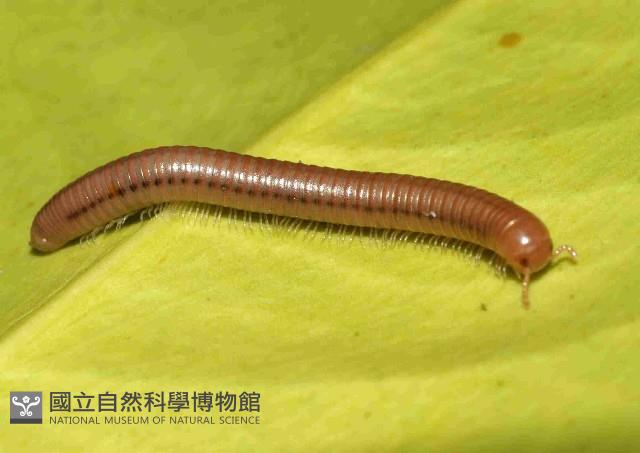 磚紅厚甲馬陸藏品圖，第1張
