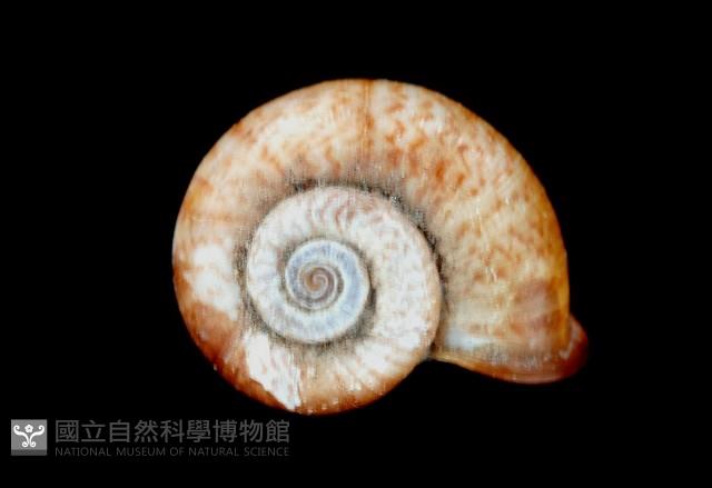 闊唇臺灣山蝸牛藏品圖，第1張