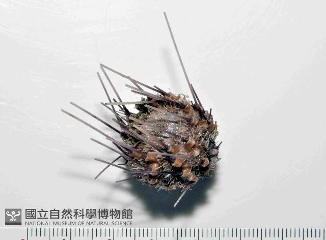 印度近冠海膽藏品圖，第1張