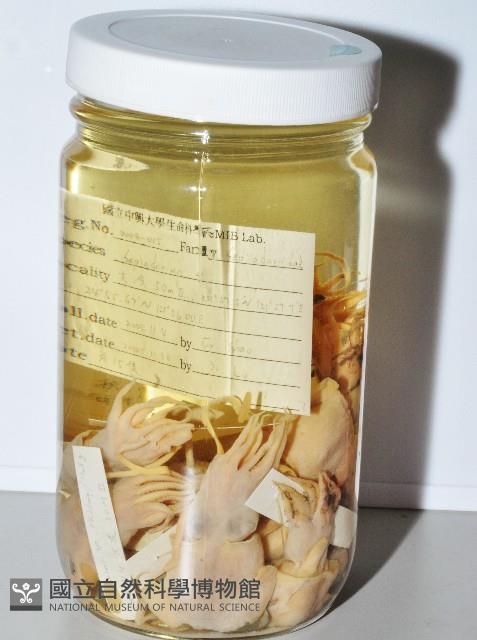 未知種後耳烏賊 1藏品圖，第1張