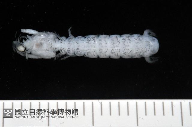托瑪西尼幼嫩蝦蛄藏品圖，第1張