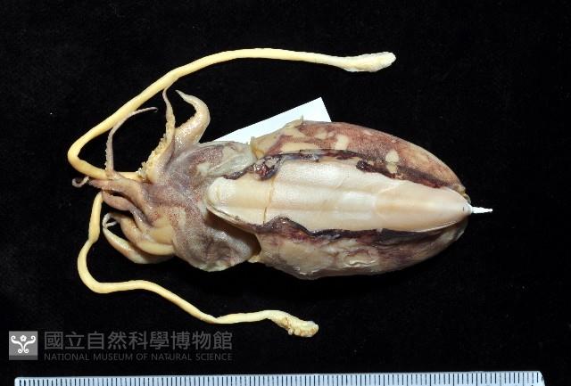 長腕烏賊藏品圖，第1張