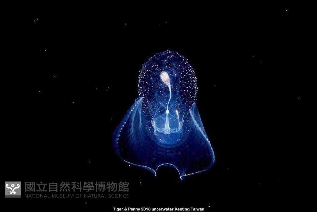 冕螺藏品圖，第1張