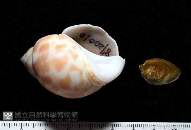 妃珍鳳螺藏品圖，第1張
