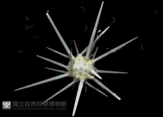 環棘柄頭帕藏品圖，第1張