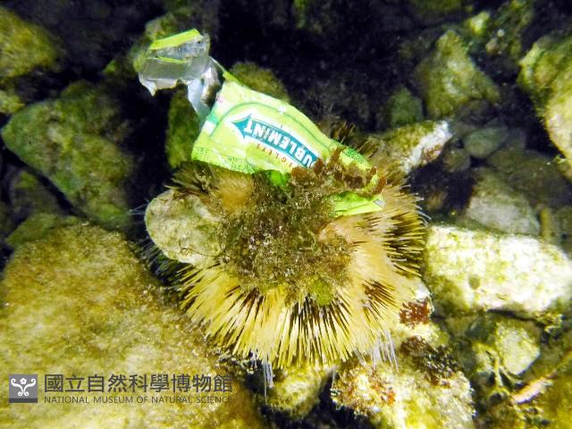 斑蘑海膽藏品圖，第1張
