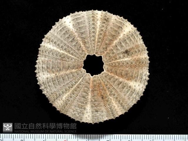 杜氏窪角海膽藏品圖，第1張