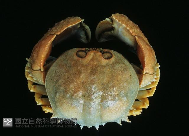 米氏擬圓殼蟹藏品圖，第1張