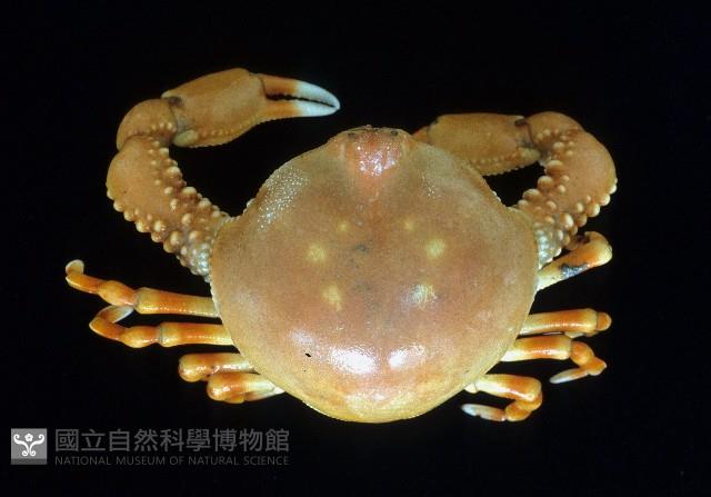 鴨額玉蟹藏品圖，第1張