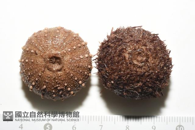 魯氏硬海膽藏品圖，第1張