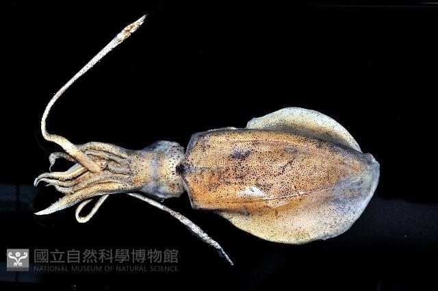 萊氏擬烏賊藏品圖，第1張