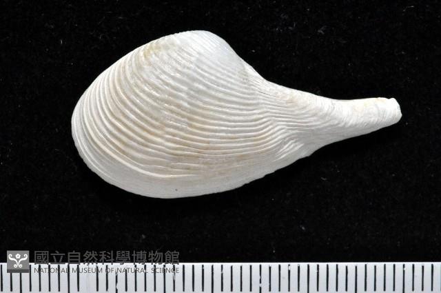 登錄號:007034-00050藏品圖，第1張