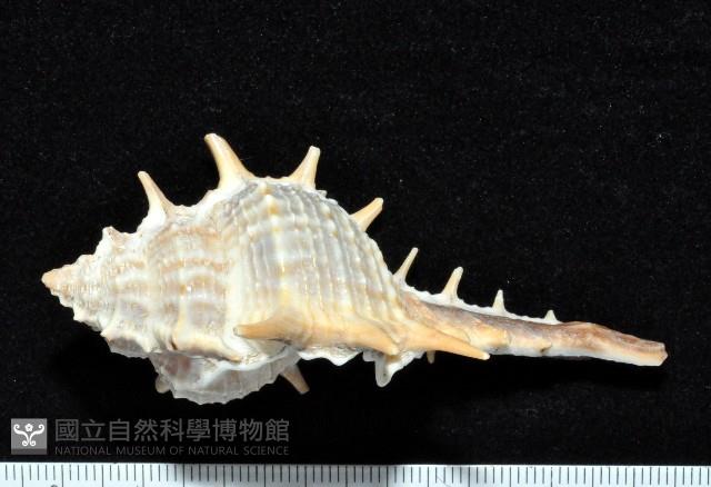 寶島骨螺藏品圖，第1張