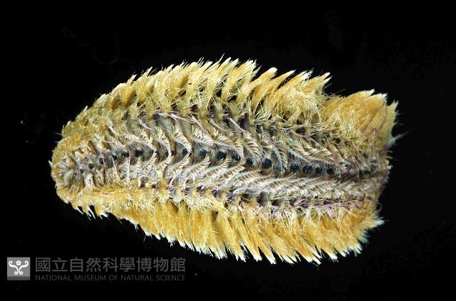 黃海毛蟲藏品圖，第1張