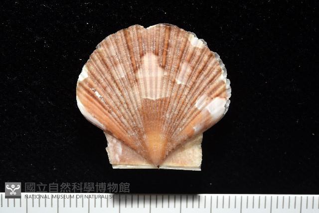箱形海扇蛤藏品圖，第1張